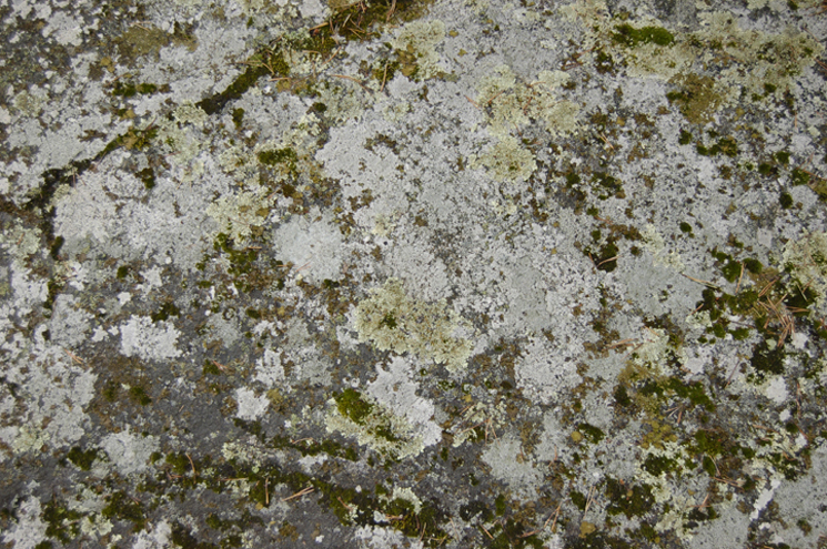 LICHEN shelf